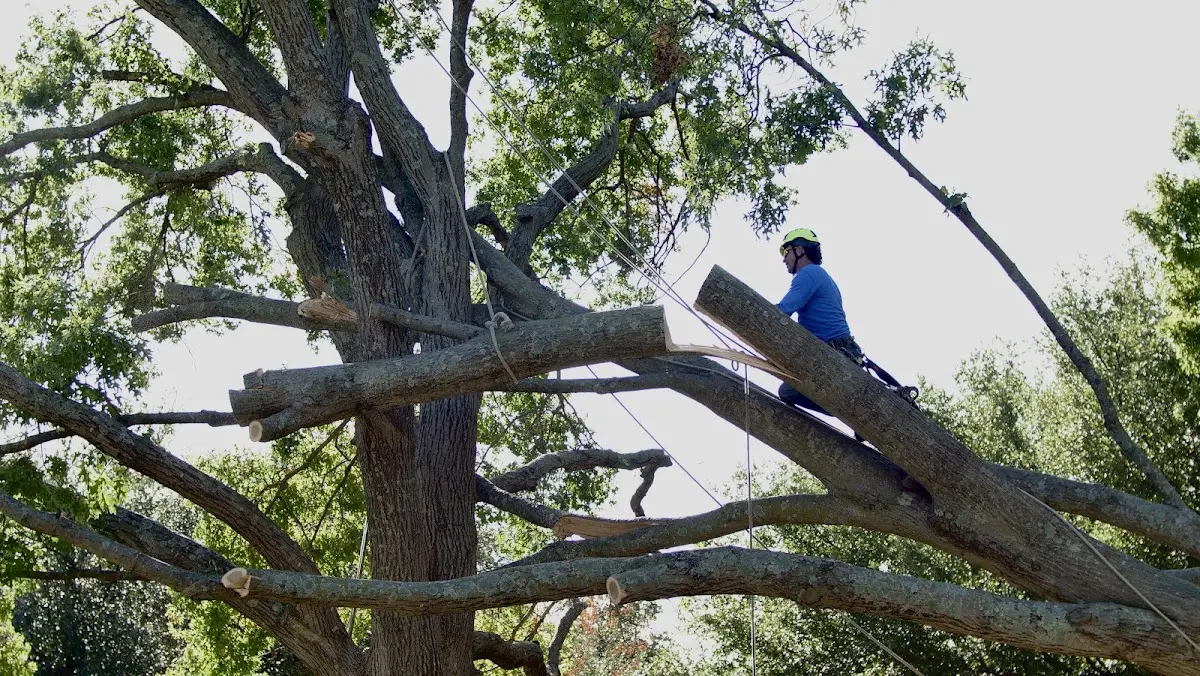 Professional Crown Thinning performed by certified arborists in Mantorville