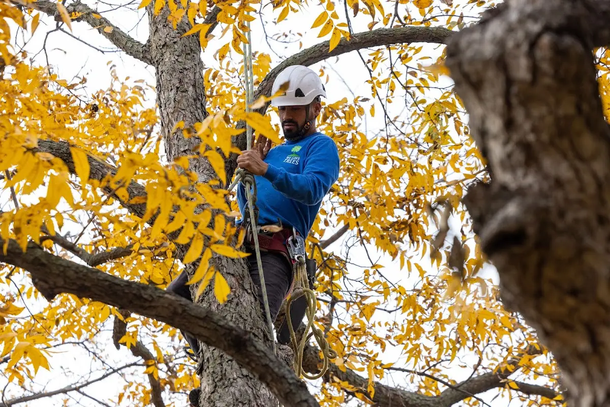 Skilled Tree Pruning crew working in Mantorville