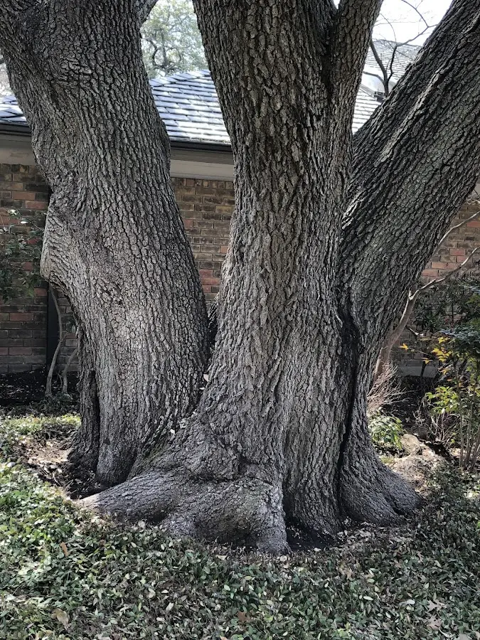 Mature heritage tree close to a Mantorville property cared for by certified arborists